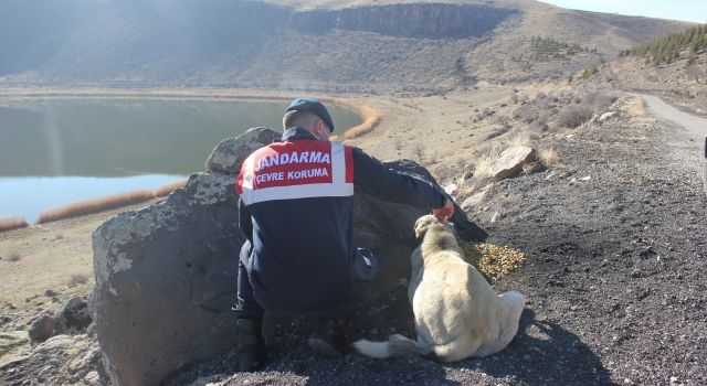 Jandarma Sokak Hayvanları İçin Doğaya Yem Bıraktı