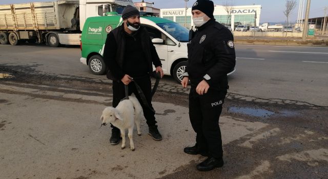 Yolunu Kaybeden Kuzu Trafiği Birbirine kattı