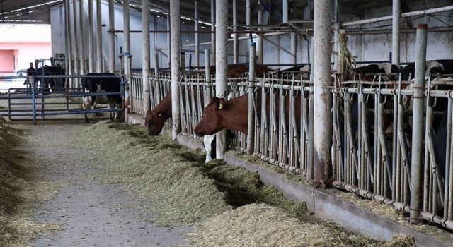 Yem fiyatlarına gelen zamlar üreticileri zora sokuyor