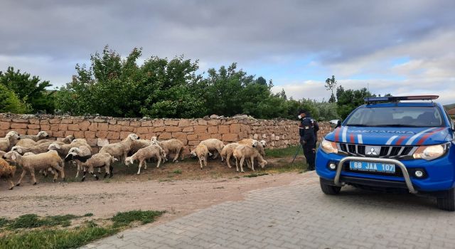 Kaybolan 40 küçükbaşı jandarma ekipleri buldu