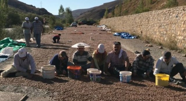 Fındığı Kurutmak İçin, Güneş Göçü Başladı