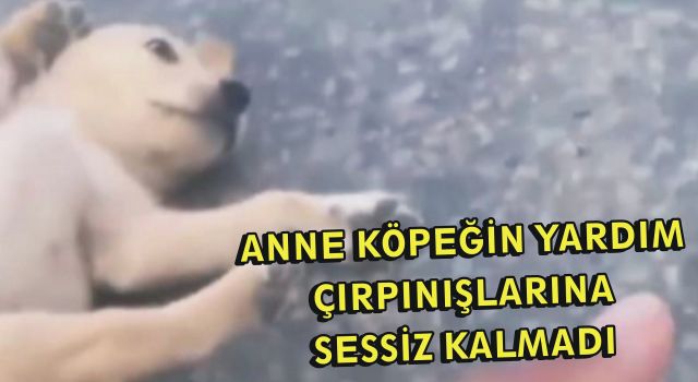 Anne Köpeğin Yardım Çırpınışlarına Sessiz Kalmadı