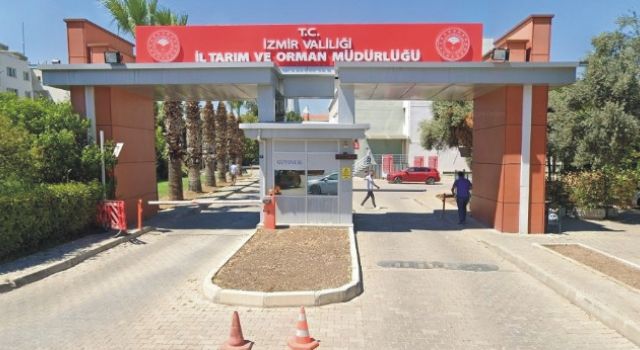 Sazan Balığı Yavrusu Üretim Hizmeti Alınacaktır