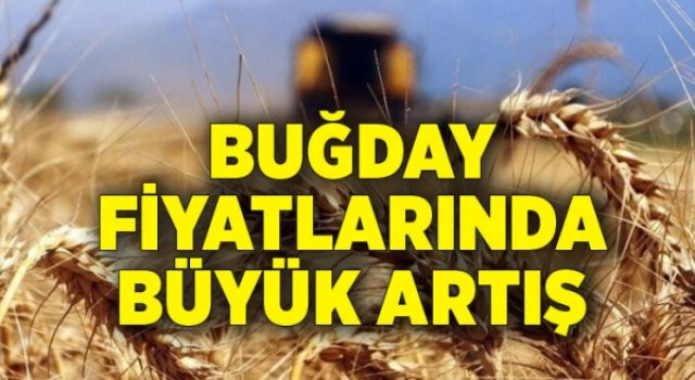 Buğday Fiyatlarındaki Günlük Artış Yüzde 10'u Aştı