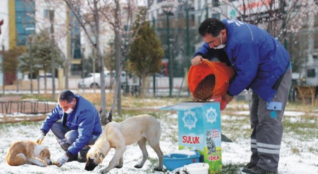 Sokak Hayvanları Aç Kalmayacak!