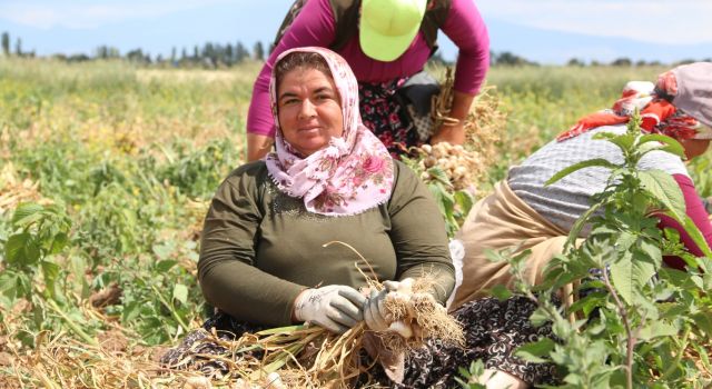 Sarımsak Para Etmeyince Üreticinin Elinde Kaldı