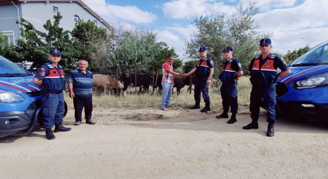 OTLARKEN KAYBOLAN HAYVANLAR DRONE YARDIMIYLA BULUNDU