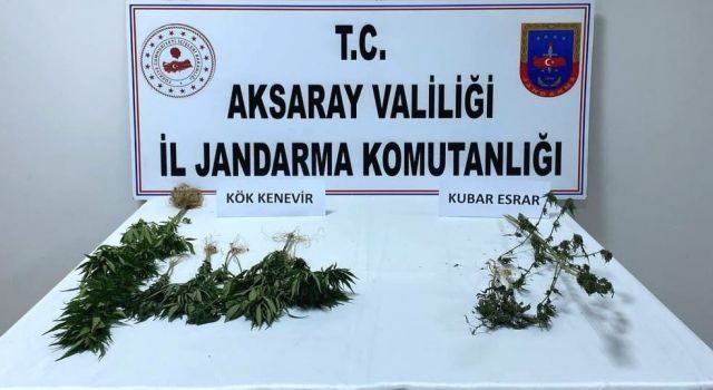 Jandarma Yasa Dışı Kenevir Eken Şüpheliyi Yakalandı