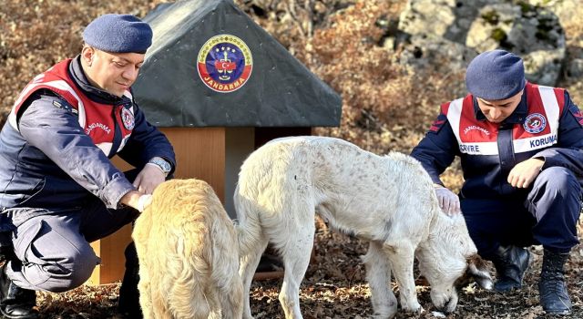 Jandarma Geri Dönüşümden Hayvanlara 'Yuva' Yaptı