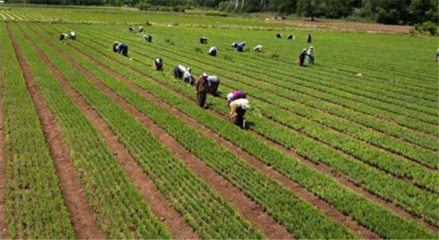 Tohum ve fidan üretimi ve bakımı hizmeti alınacaktır