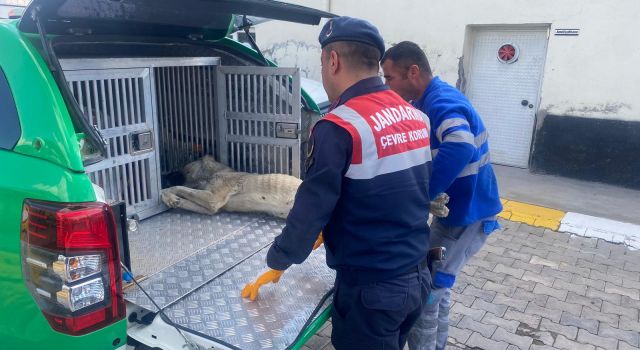 Jandarma Yaralı Halde Bulduğu Köpeğe Sahip Çıktı