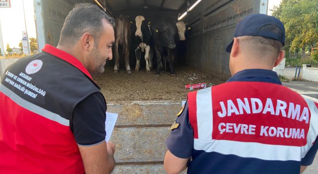 Canlı Hayvan Sevkiyatlarını Jandarma Didik Didik İnceliyor