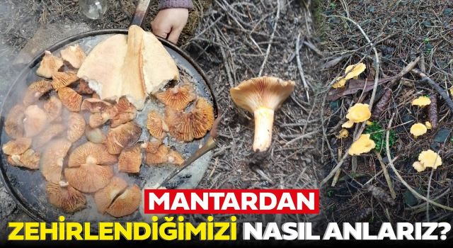 Mantardan Zehirlendiğimizi Nasıl Anlarız?