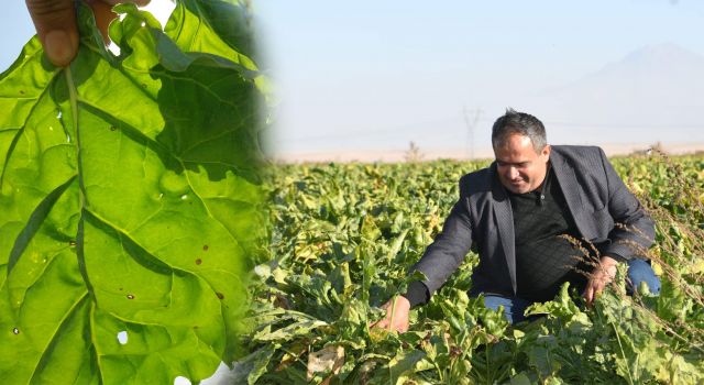 Başkan Koçak'tan Yaprak Lekesi Hastalığına Karşı Uyarı