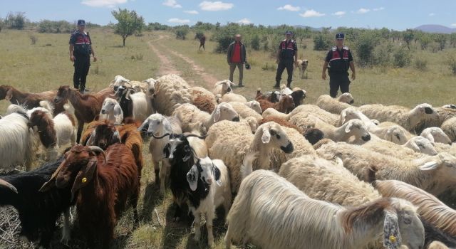 Jandarma Kayıp 100 Koyunu Dronla Buldu