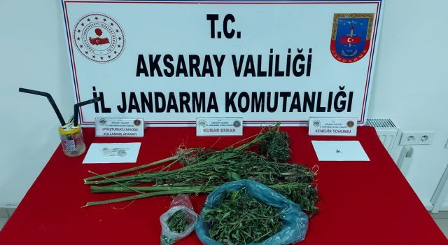 Jandarmadan Yasadışı Kenevir Ekimine Nokta Atışı Operasyon