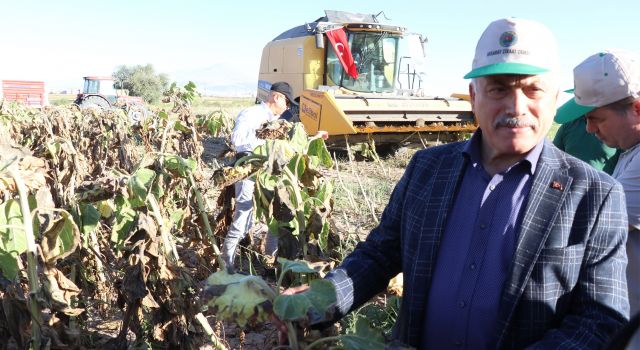 Aksaray’da Çerezlik Ayçiçeği Hasadı Başladı