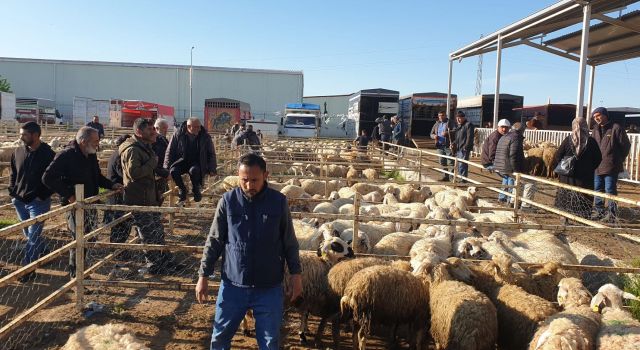 Büyükbaş ve Küçükbaş Hayvan Sayısı Azaldı