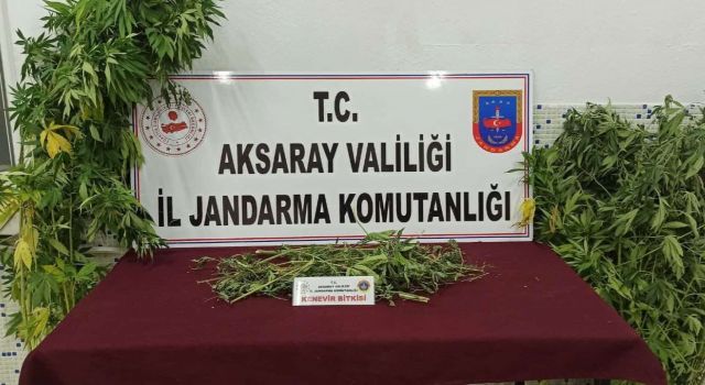 Jandarma, Kenevir Tacirini Suç Üstü Yakaladı