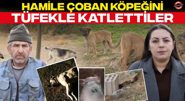 Hamile Çoban Köpeğini Tüfekle Katlettiler