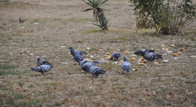 Vicdanlı Esnaflar, Güvercinlere Can Suyu Oluyor