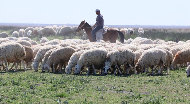 Aksaray'da Hayvancılığın Durumu İç Açıcı Değil