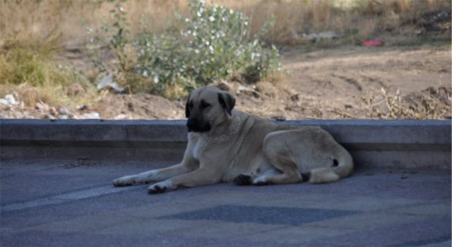 Sokak Köpekleriyle İlgili Düzenleme Geliyor