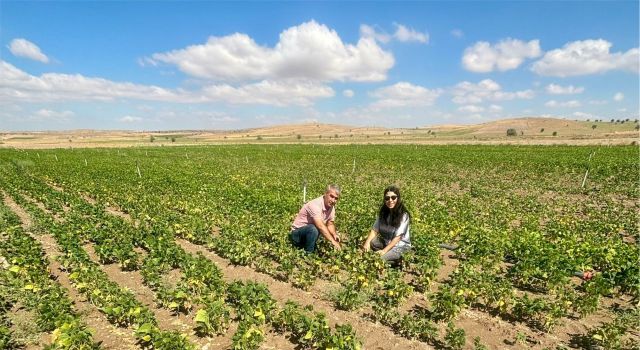 Fasulye Ekim Alanlarında Kontroller Yapılıyor