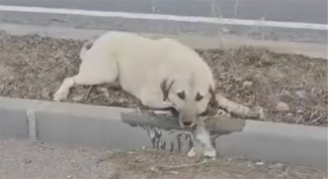 15 Köpeğin Zehirlenerek Öldürülmesi Tepki Çekti: Sorumlular Nerede?