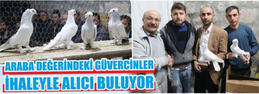 Araba Değerindeki Güvercinler İhaleyle Alıcı Buluyor