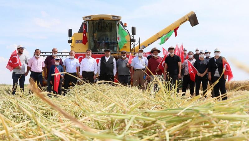 2020 Yılı Arpa Hasadı Başladı