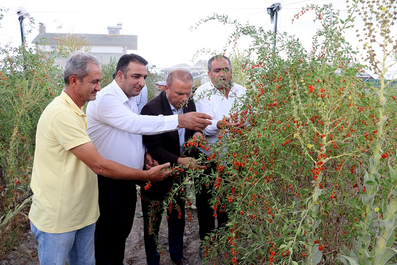 Oscar Kalite Ödüllü Goji Berry'si Dünyaya İhraç Ediliyor