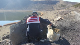 Jandarma Sokak Hayvanları İçin Doğaya Yem Bıraktı