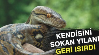 Kendisini sokan yılanı geri ısırdı