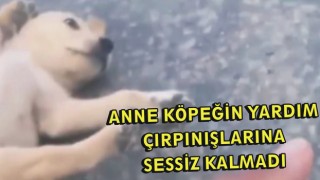 Anne Köpeğin Yardım Çırpınışlarına Sessiz Kalmadı