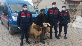 Alayhan’da Çalınan İki Koyun Gülağaç’ta Bulundu