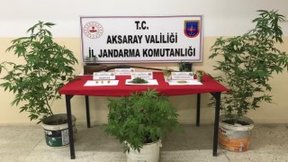 Aksaray’da Kenevir Ekenlere Göz Açtırılmıyor