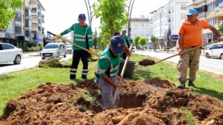 Belediye Fidan Dikimlerini Sürdürüyor