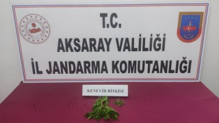 Kaçak Kenevir Ekimine Jandarma Baskını