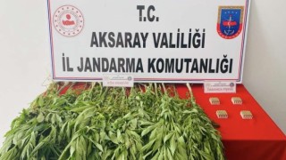 Evinin Bahçesinde Uyuşturucu Üretti Jandarma Yakaladı