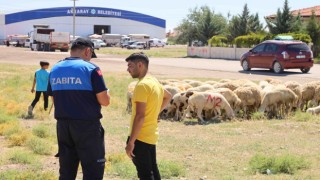 Hayvan Pazarlarında Ortak Denetim Başladı