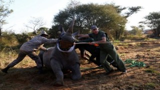 Mozambik, 40 Yıl Sonra Beyaz Gergedanlara Kavuştu