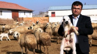 Birlikten “Koyun Keçi İşletme Güncellemenizi Yapın” Uyarısı