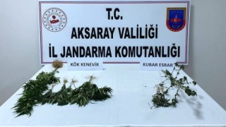 Jandarma Yasa Dışı Kenevir Eken Şüpheliyi Yakalandı