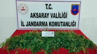 Mısır Ekili Tarlada Jandarma 483 Kök Kenevir Ele Geçirdi