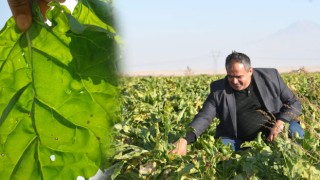 Başkan Koçak'tan Yaprak Lekesi Hastalığına Karşı Uyarı