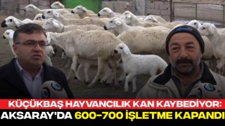 Küçükbaş Hayvancılık Kan Kaybediyor: Aksaray'da 600-700 İşletme Kapandı