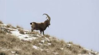 Aç Kalan Yaban Keçileri, Çareyi Mahalleye İnmekte Buldu