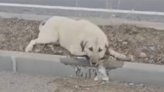 15 Köpeğin Zehirlenerek Öldürülmesi Tepki Çekti: Sorumlular Nerede?