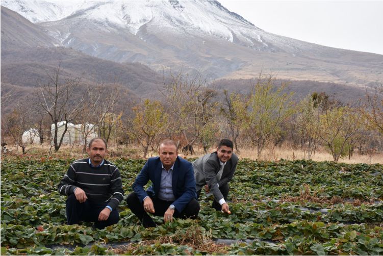 Çilek Yetiştiriciliği Artıyor